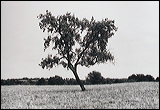 tree1